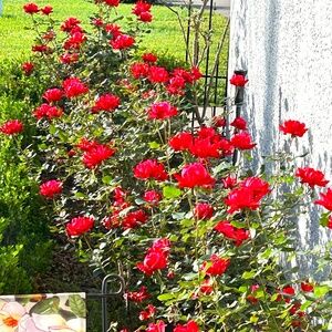 Meet your Posher, Sondee